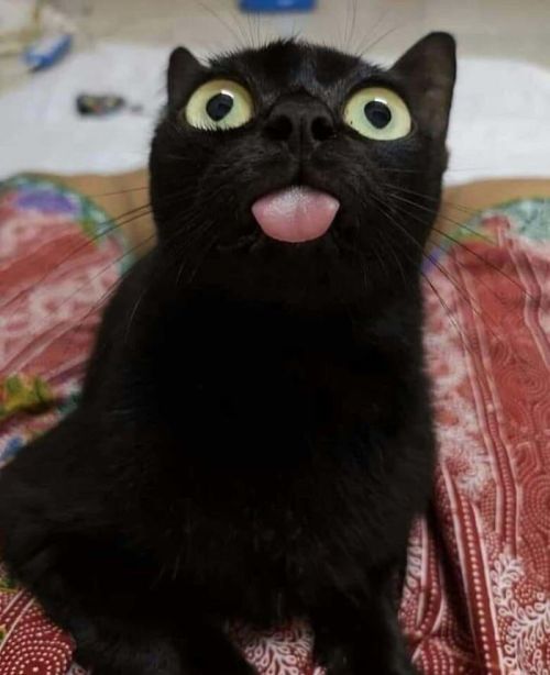 nuggsmum:welsh-taffy:awesome-picz:Wholesome Pics Of Black Cats To Show They Have Nothing To Do With 