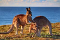 Nothing Like A Little ’Roo Massage At The End Of A Hard Day