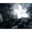 wannabspecial