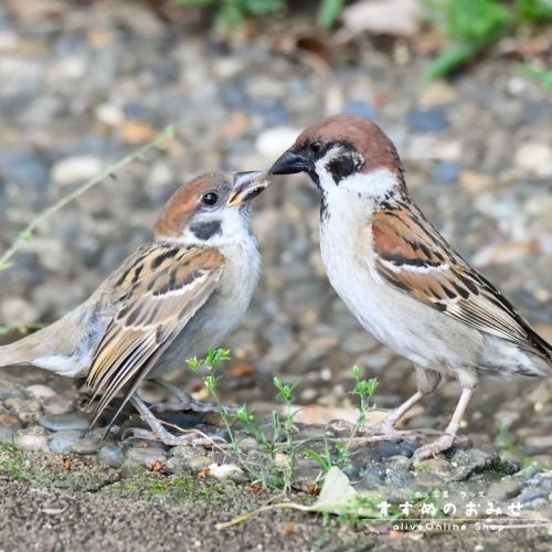 とーちゃんありがとう スズメ物語「あした、どこかで。again 〜いのちの詩〜」#ちゅん活 #スズメ #sparrow #写真 #photo #photography #癒やし #healing 