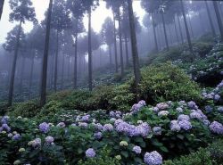 son-of-twilight:   Michinoku Hydrangea Garden  Can Maeglin just live here? He’d like that. 