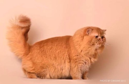 scottishstraight:Handsome British Longhair cat!© “Spectacular” cattery