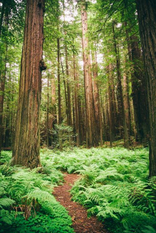 naturalsceneries:  The California Redwoods Source: Sprayskirt (reddit)