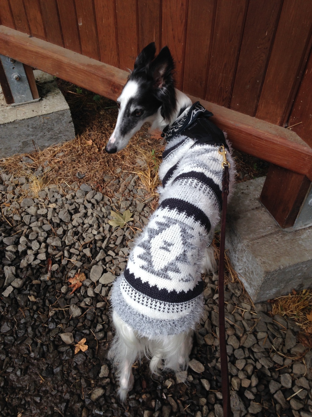 bootybreakfast:  transgui:  nw-intp:  my mom made Talulla this glorious sweater 