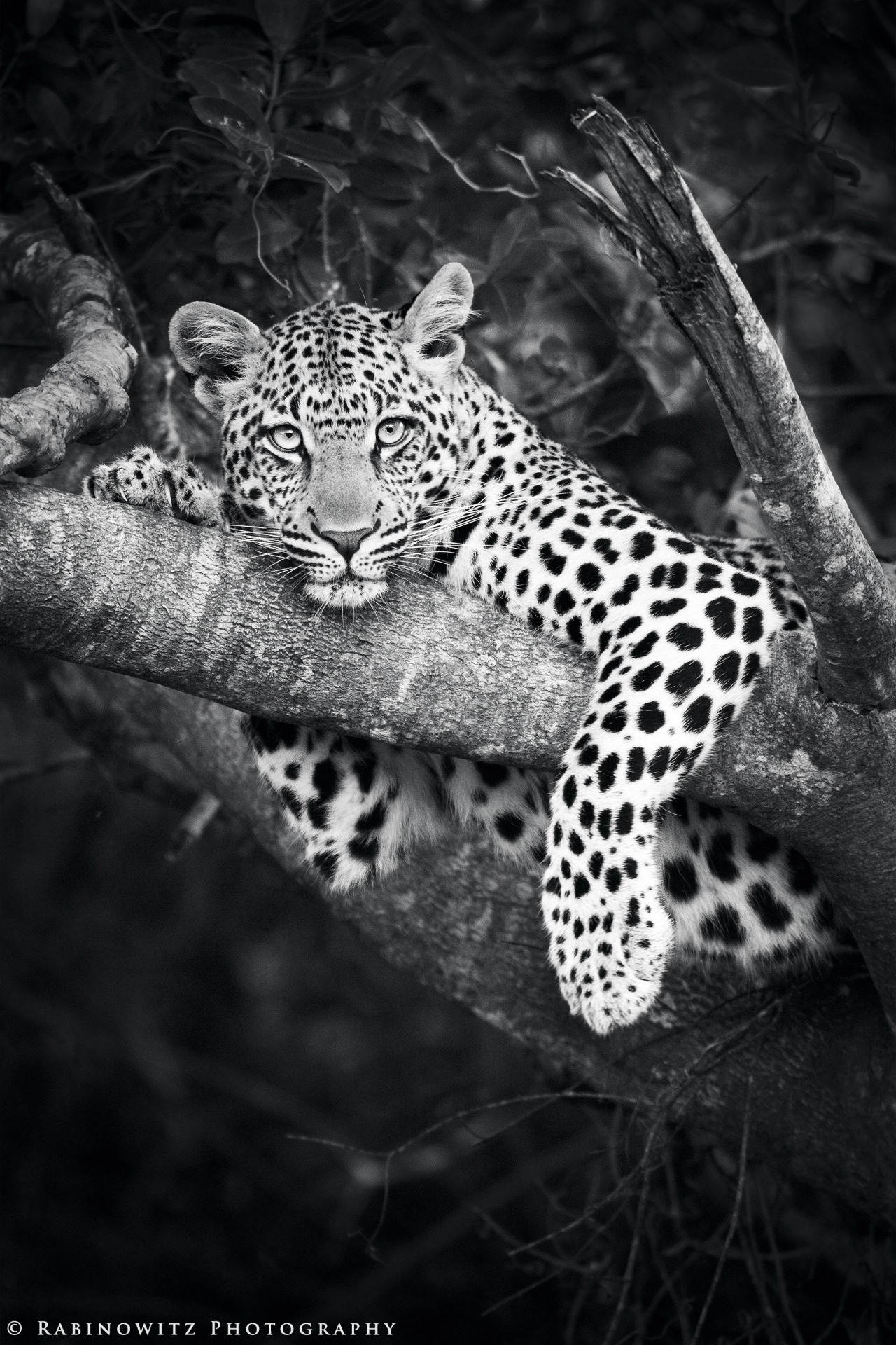 rabinowitz-photography:
“ This was the first time I had ever seen a leopard in the wild. They are more beautiful than I imagined!
More wildlife photos on Facebook | Tumblr | Website
”