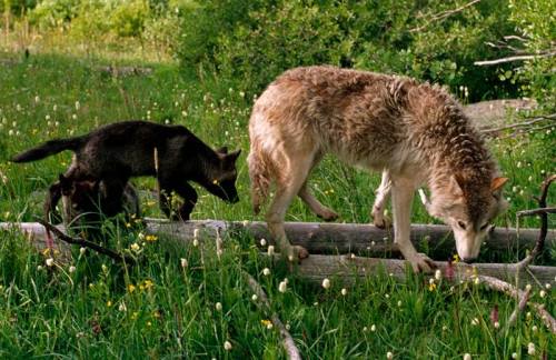 sisterofthewolves:sisterofthewolves:Picture by Jim and Jamie DutcherA grown wolf and a 10 weeks old puppy.