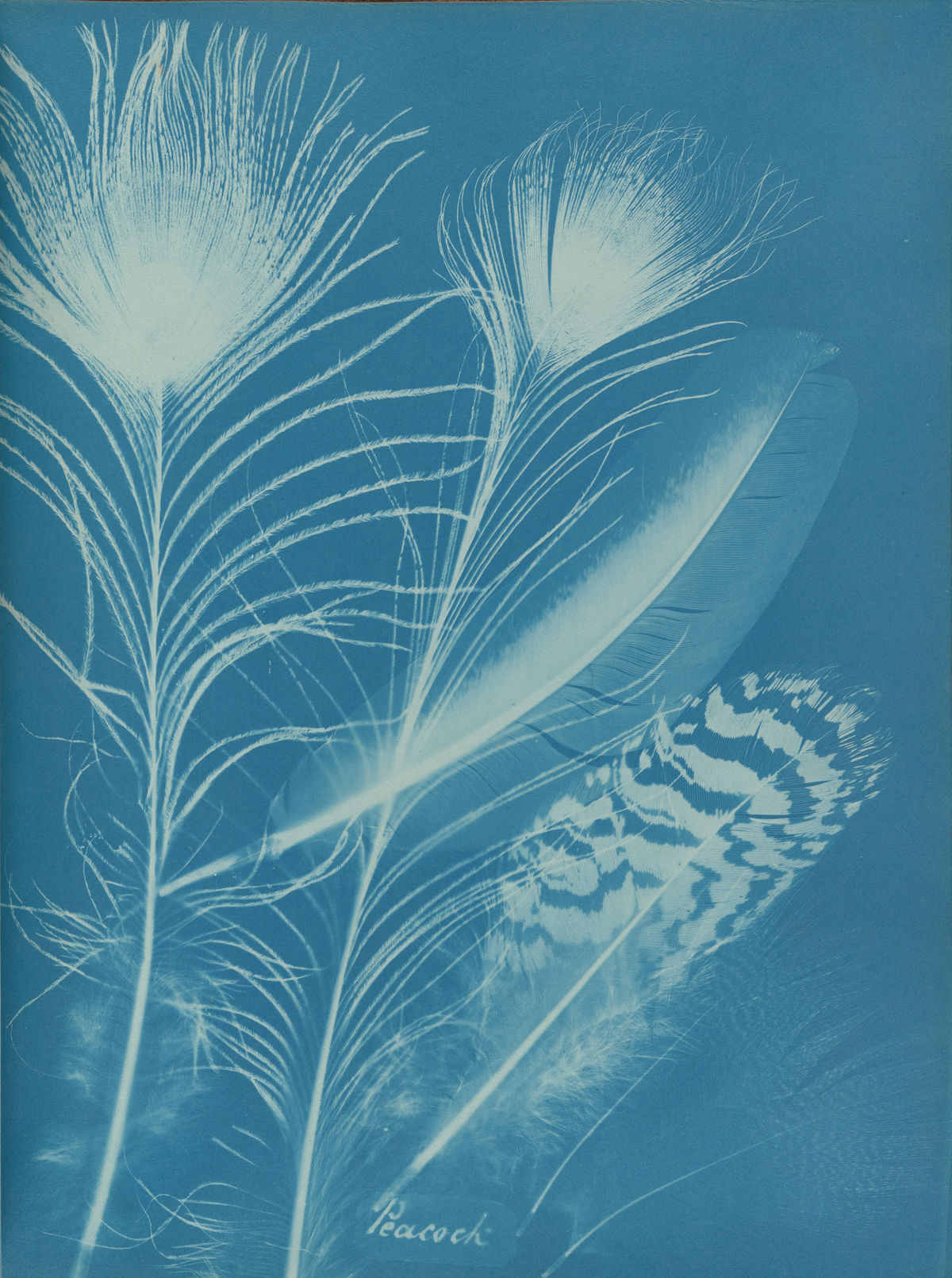 nobrashfestivity:   Anna Atkins and Anne Dixon, ​Peacock​, from a presentation