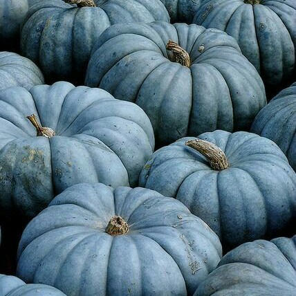 aestheticweirdos:  Hogwarts Houses + Halloween Moodboards:Ravenclaw
