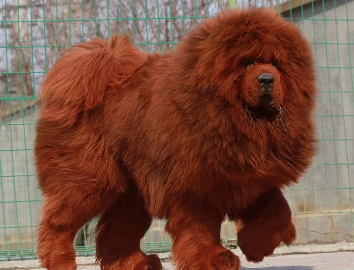 scarlettjane22:  TIBETAN MASTIFFSround 1www.google.com