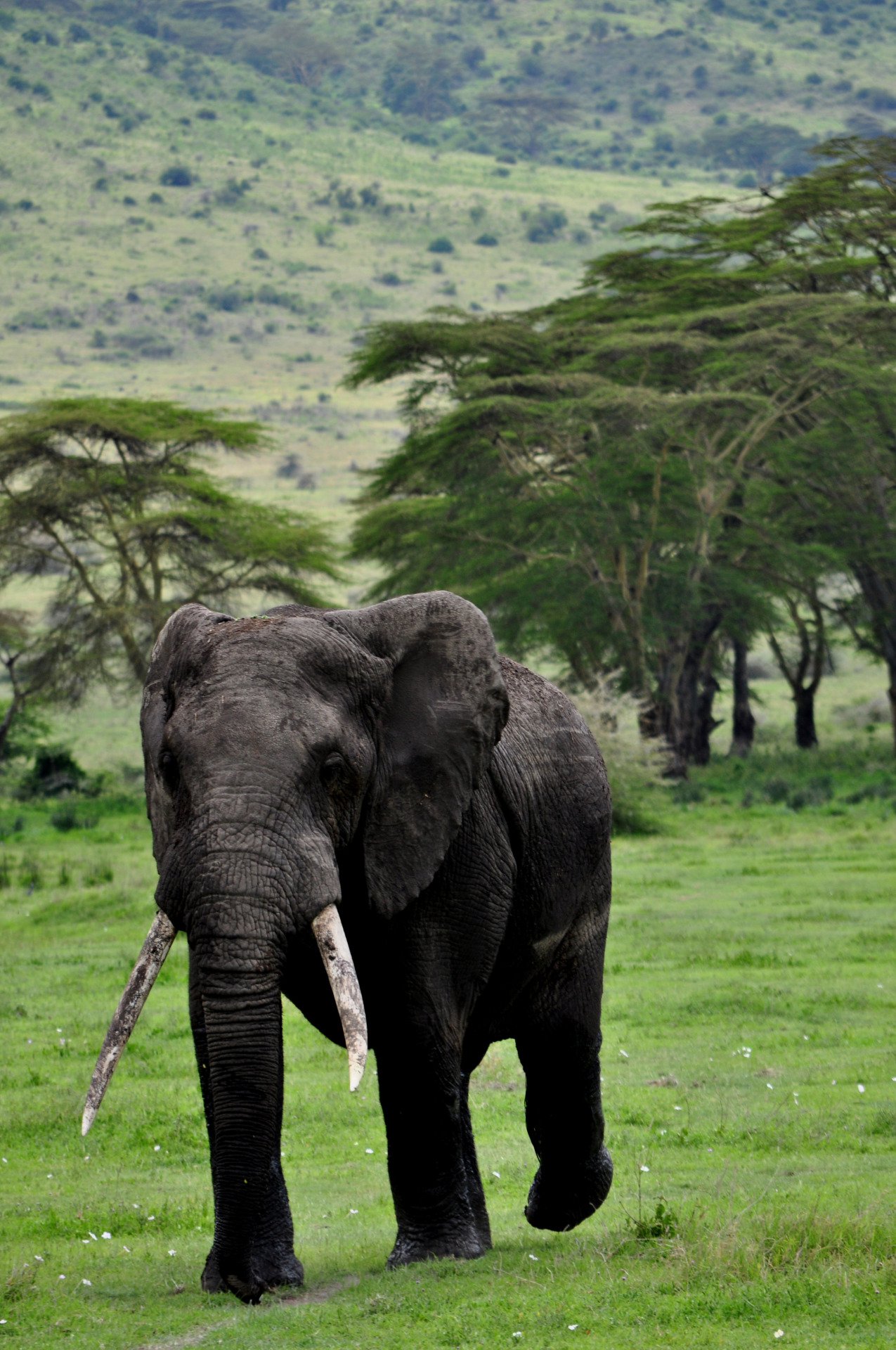 “ Male Bull Elephant | Lizzy Baxter ”