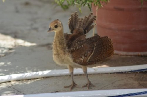 babyanimalgifs:do me a huge favor and just look at these baby peacocks.. thank you