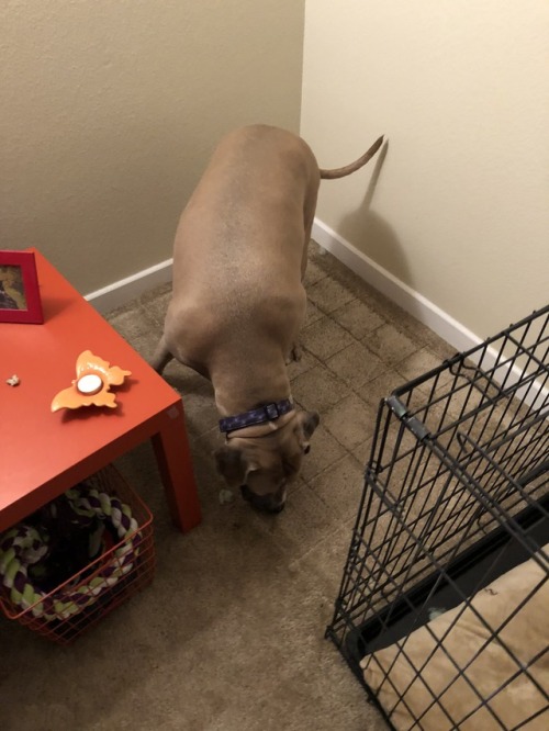 Hours and hours ago, there was one treat — ONE — found jammed between the floor and the 