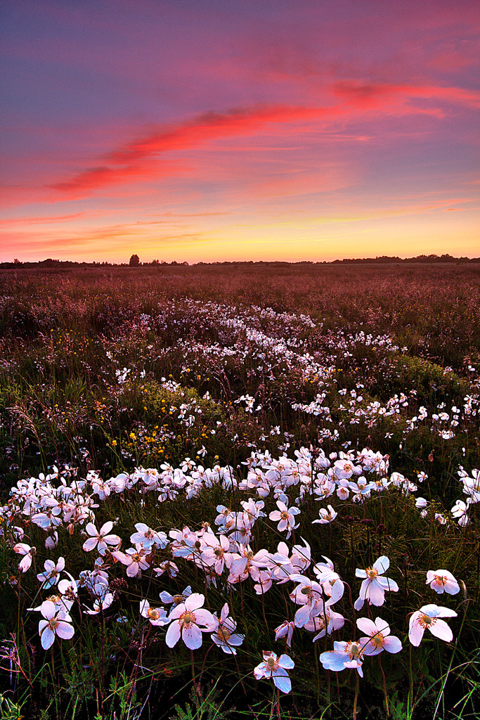 A Nature Blog