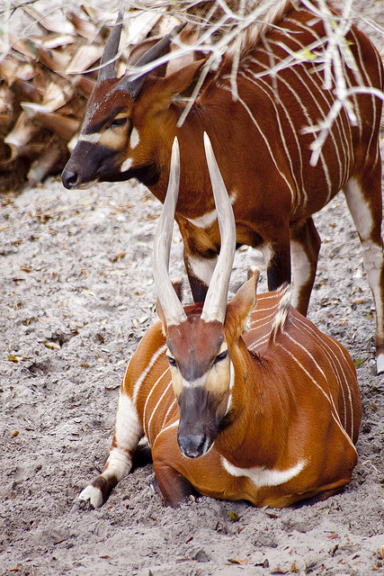 theanimaleffect:  Meetup_Zoo_3-14-10-5504 by RobBixbyPhotography on Flickr. 