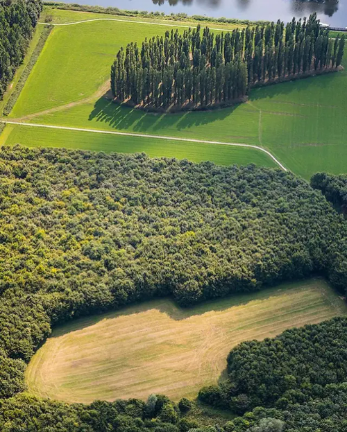 The Green Cathedral (De Groene Kathedraal)