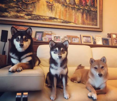 mustardtigress: Cool shibe family
