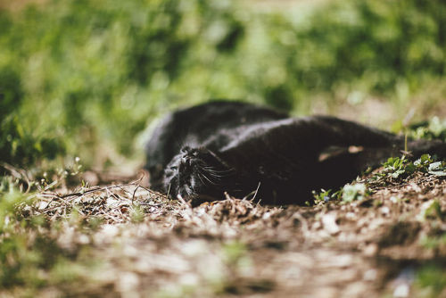 elenamorelli:{ tiny black panther and the spring }-luna, green grass, flowers, dirt, and an olive tr