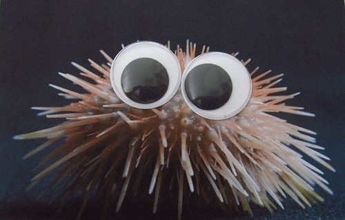 tastefullyoffensive:  Deep Sea Animals With Googly Eyes [original images via wordss]Previously: Book Covers With Googly Eyes 