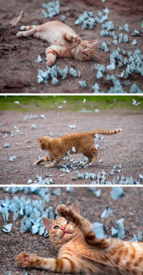 cute-overload:  Garry playing with blue butterflieshttp://cute-overload.tumblr.com