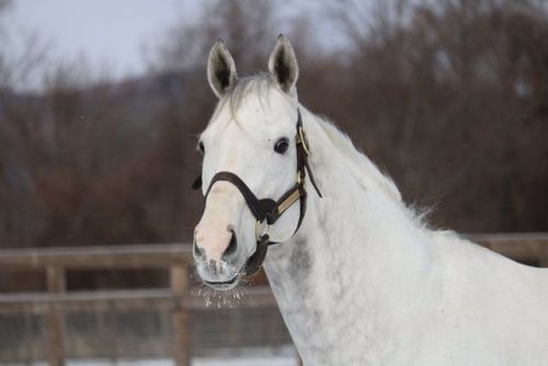 all-the-horses: Gold Ship Stay Gold x Point Flag Thoroughbred, Stallion Born 2009