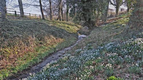 A bank of Snowdrops - Kirby Underdale - East Riding of Yorkshire, England.