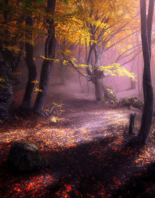 lori-rocks:Autumn forest. Demerdzhi… by Ilya Melikhov