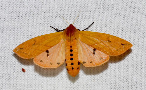 Moth Of The Week