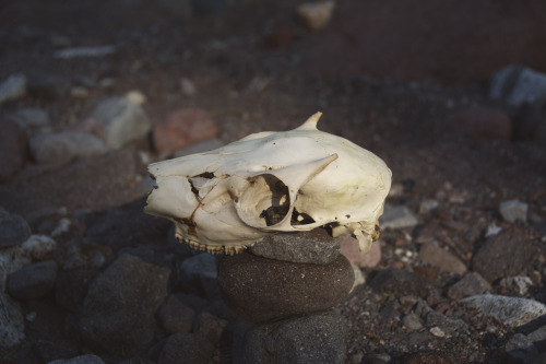 Deer Skull