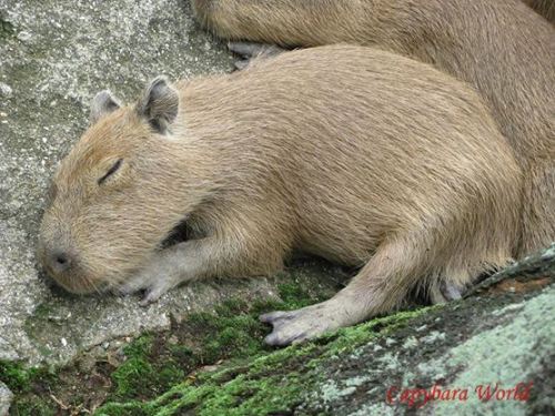 capybara