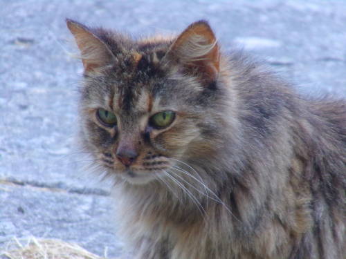 calico-dan:Say hello to Scrappy Cat! I found out her owner died so out of desperation she found hers