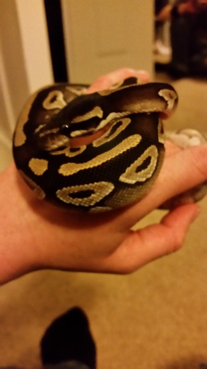 gleditsiatriacanthos:Meet Ambroz, my ball python. I love this first photo so much because you can se