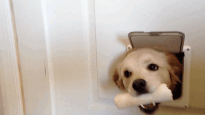 snapgif:Three Dogs Take Turns Poking Their Heads Through Doggy Door to Say ‘Hello’. [video]