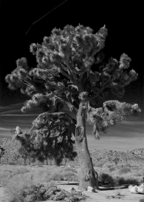 Joshua TreeJoshua Tree National Park, 2015