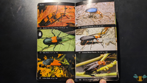 National Audubon Society Field Guide to North American Insects and Spiders, by Lorus Milne and Marge