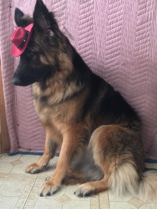 justdogrates: This is Lola, look at that hat wearing god 11/10