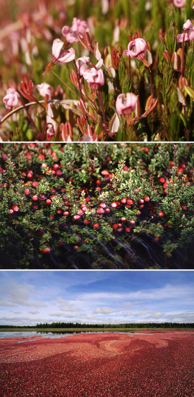 How Food Looks Before It’s Harvested.