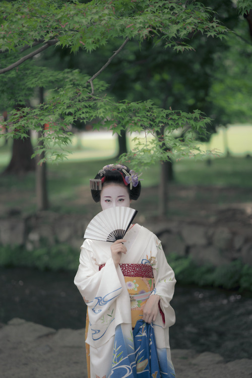 gaaplite:2018 舞妓 祇園甲部 まめ柳さん 上賀茂神社にて2018 maiko, gion kobu, Mameryu at Kamigamo-shrine