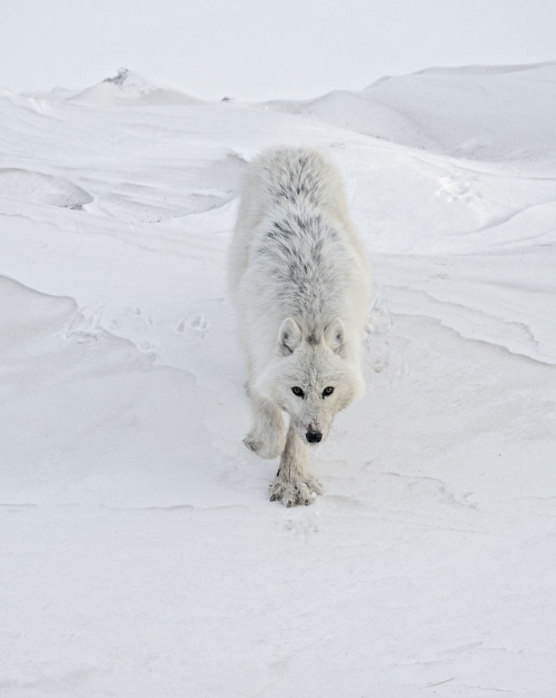 bendragon-cumbersmaug:  marthajefferson: Officially, no one was able to approach the White Wolf for 25 years. Vincent Munier, wildlife photographer, spent a month alone in the extreme Artic Tundra at the very north of Canada to photograph the rare and