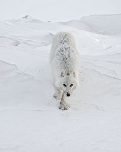 sisterofthewolves:  Picture by Vincent Munier