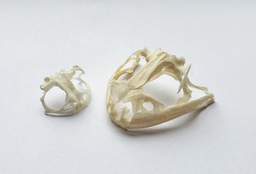 Bullfrog Skull vs. Toad Skull 