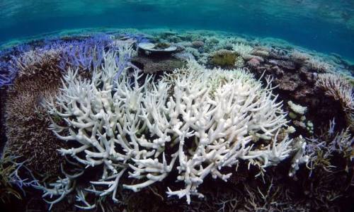 earthstory:Catastrophe strikes for a second year in a rowAustralia’s Great Barrier Reef is one of th