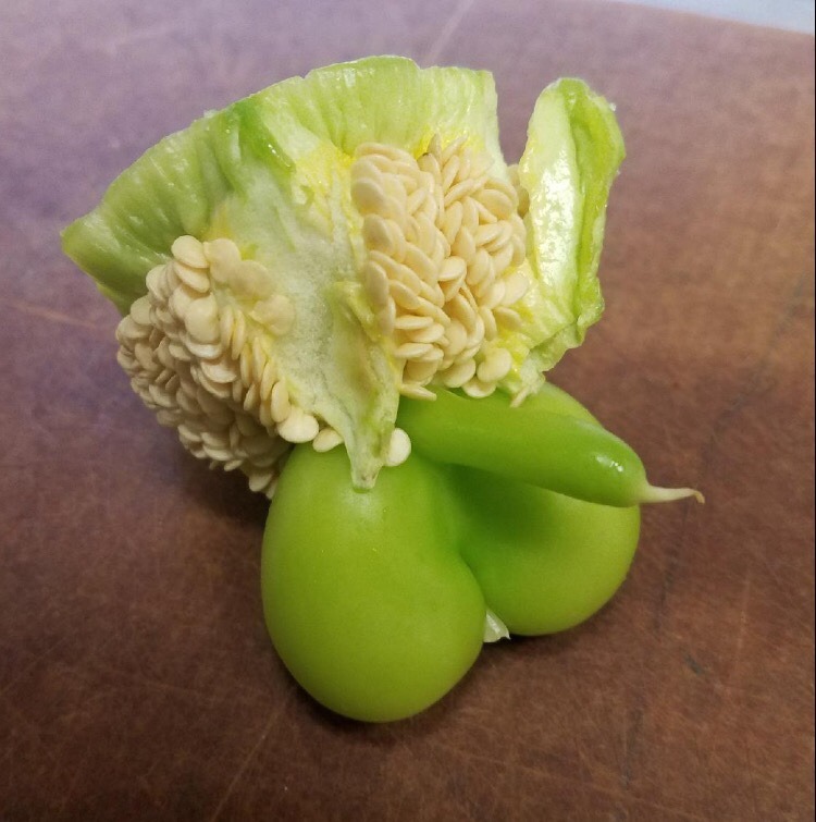 glumshoe: my friends found this pepper in the camp kitchen, and I’m pretty sure