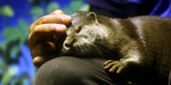 dailyotter:  Otter Naps on Keeper’s LegVia Beginners Blog Otter