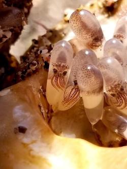sixpenceee: Squid eggs found inside a sea shell                Source             