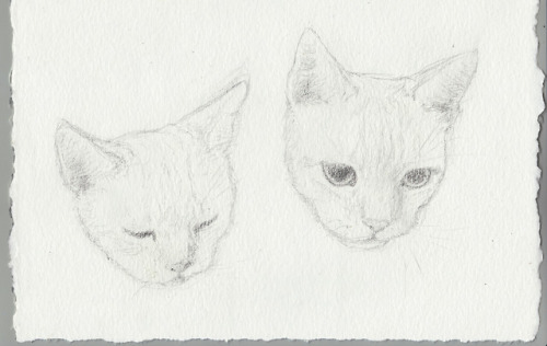 Cat study, 201814 x 21 cmPencil