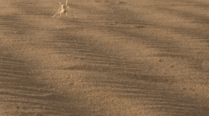 imnotaustinpowers:  queenbeereginageorge:  thingsofthewild:  ftcreature:  The Featured Creature: They See Me Rollin’: New Cartwheeling Flic-flac Spider Discovered Not much is known about their biology or ecology, except that they’re really freakin’