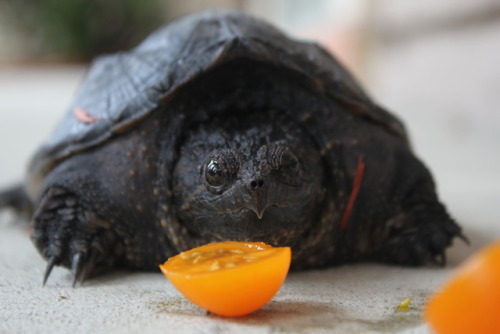 toadfemme:a tomato-hating man that was on my front porch a few years ago after a storm!!