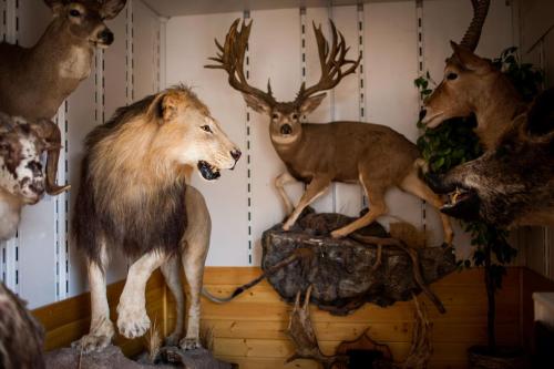 Exclusive: Hard Numbers Reveal Scale of America’s Trophy-Hunting Habit By Rachael Bale via National 