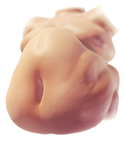 Tblumpkins:  I Found A Good Way To Simulate Fat Jiggling, Did Some Test Gifs!