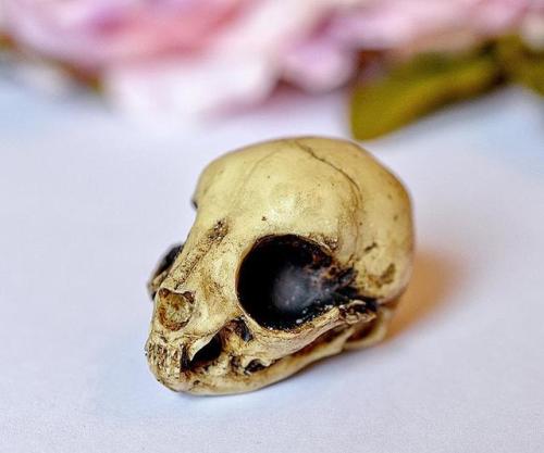 Kitten Skull Replica //GothChicAccessories